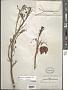 Bursera sp.