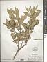 Buxus sempervirens L.