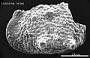 Bythoceratina sp