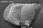 Bythoceratina sp