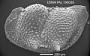 Bythoceratina sp