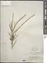 Cadaba juncea (Burch.) Harv.