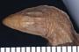 Cadea blanoides