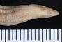 Cadea palirostrata