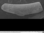 Caecum glabriforme