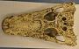 Caiman yacare