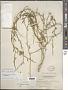 Cakile lanceolata (Willd.) O.E. Schulz