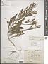 Cakile lanceolata (Willd.) O.E. Schulz