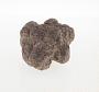 Calcareous concretion