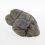 Calcareous concretion