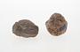 Calcareous concretion