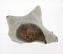Calcareous concretion