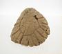 Calcareous concretion