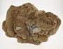 Calcareous tufa