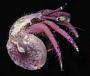 Calcinus haigae