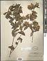 Calea sessiliflora Less.