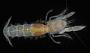 Callianassidae