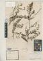 Calliandra peckoltii Benth.