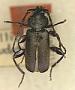 Callidium pseudotsugae