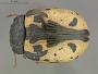 Calligrapha rowena