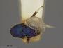 Callimome lividus