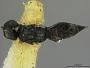 Callimome recemareae
