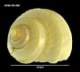 Calliostoma coppingeri