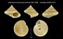 Calliostoma (Eutrochus) benedicti