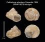 Calliostoma splendens
