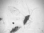 Callipterus robiniae