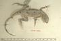 Callisaurus crinitus