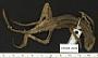 Callisaurus draconoides ventralis