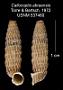 Callocoptis abraensis