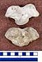 Callophoca sp