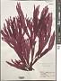 Callophyllis pinnata