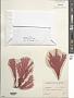Callophyllis sp.