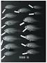 Calloplesiops niveus Fowler & Bean