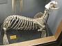 Callorhinus ursinus