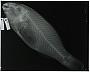 Callyodon lazulinus