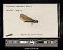 Calopteryx splendens