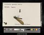 Calopteryx splendens