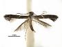 Caloptilia teucra
