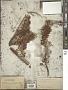 Calothamnus quadrifidus R. Br.