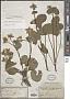 Caltha palustris L.