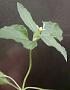 Calyptocarpus vialis Less.