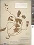 Calystegia sepium subsp. erratica Brummitt