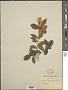 Camellia sasanqua Thunb.
