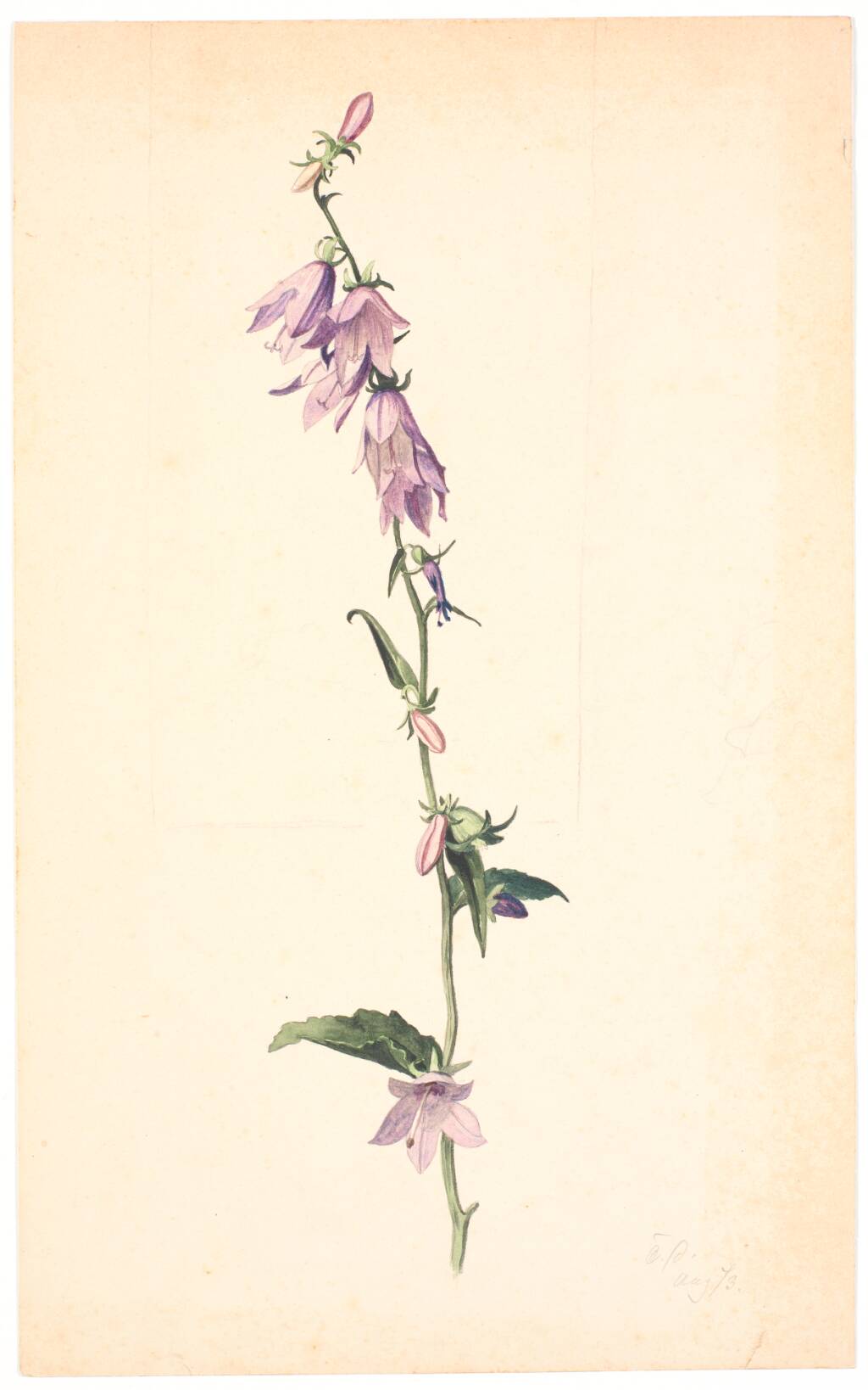 Campanula