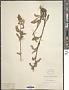 Campanula medium L.