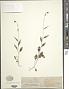 Campanula scouleri Hook.